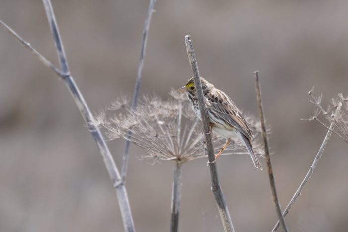 Savannah Sparrow