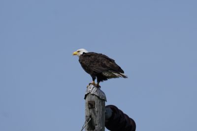 Bald Eagle