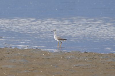 Greater Yellowlegs