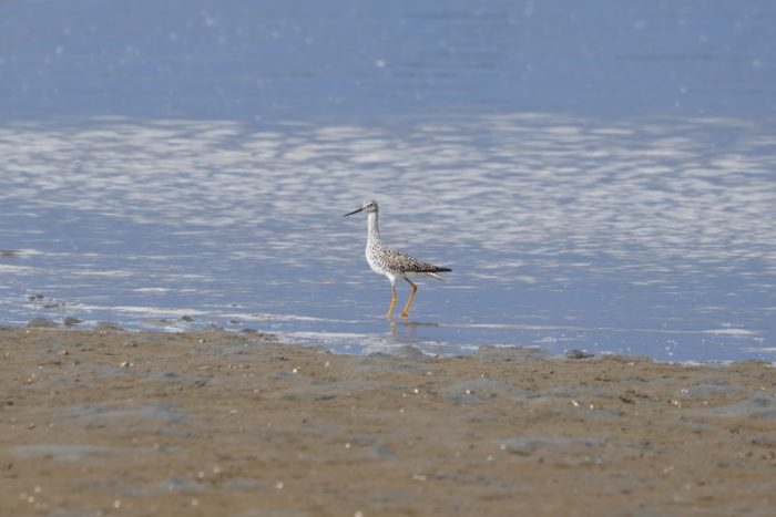 Greater Yellowlegs