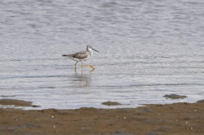 Greater Yellowlegs