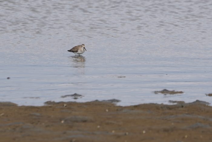 Dunlin