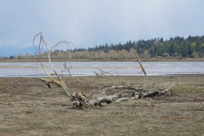 Dead tree