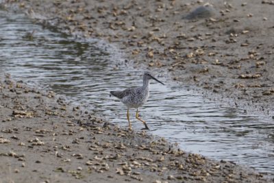 Greater Yellowlegs