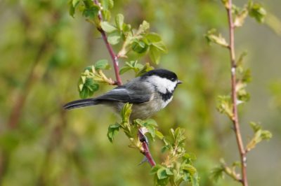 Black-capped Chickadee