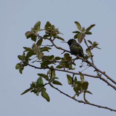 Anna's Hummingbird