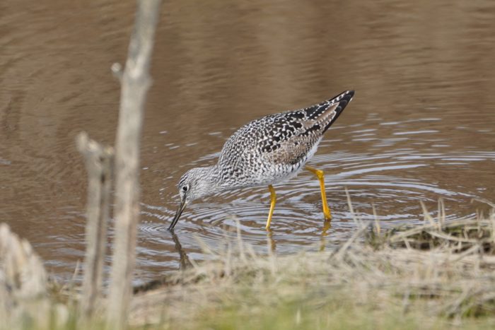 Greater Yellowlegs