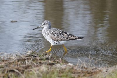 Greater Yellowlegs