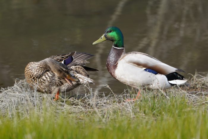 Mallard couple