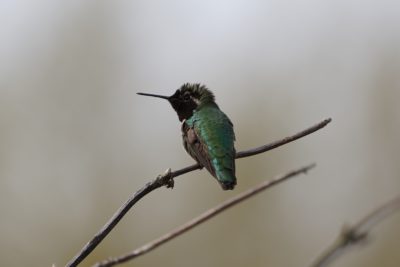 Anna's Hummingbird