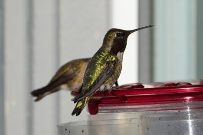 Anna's Hummingbird