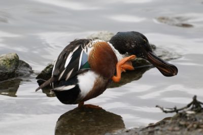 Northern Shoveler