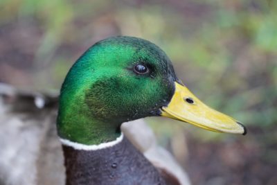 Male Mallard