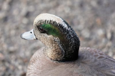 American Wigeon