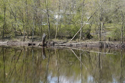 Branch reflections