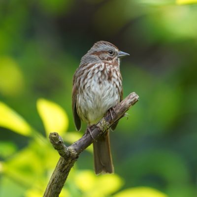 Posing Song Sparrow