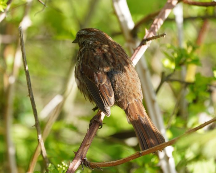 Song Sparrow