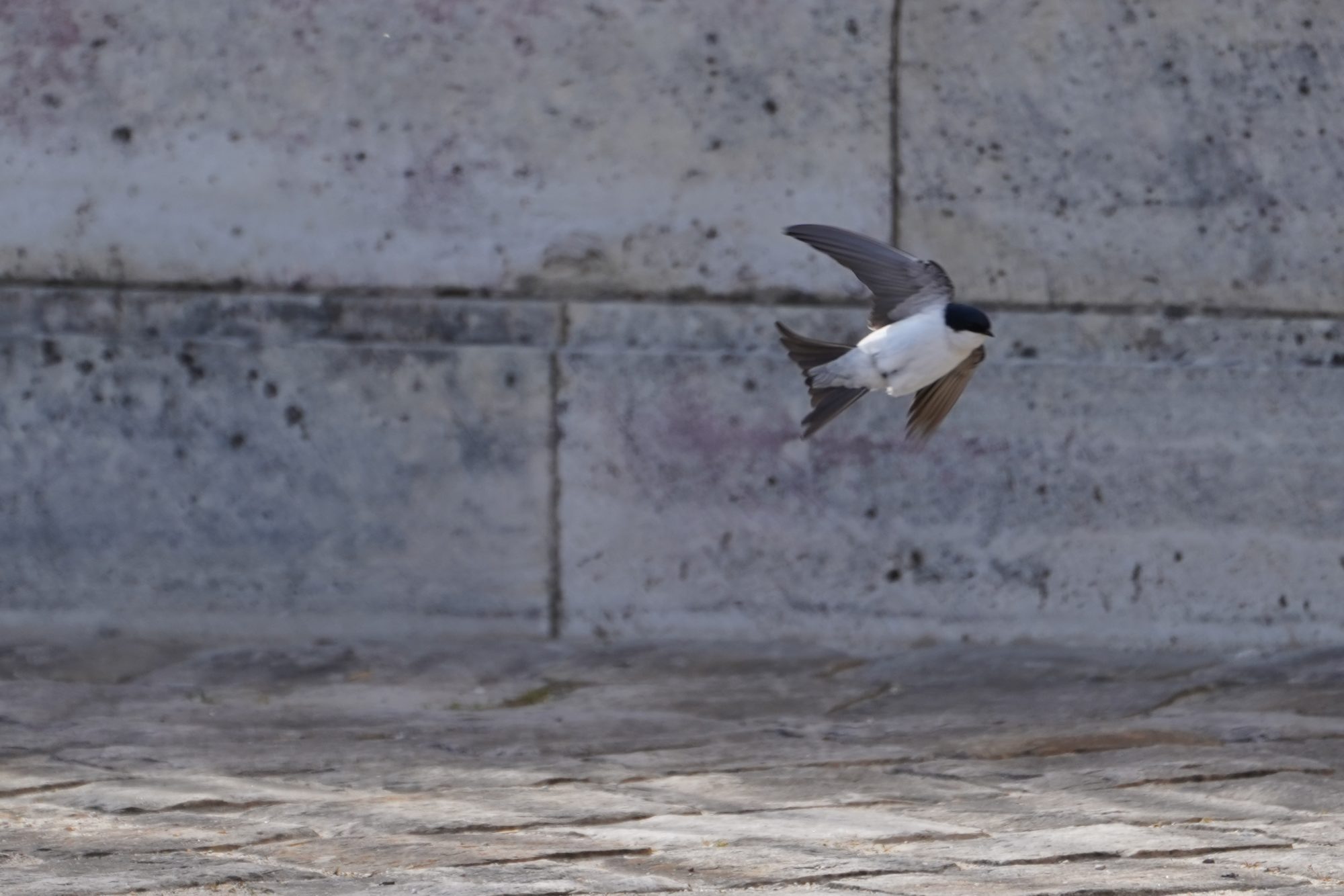 Common House Martin