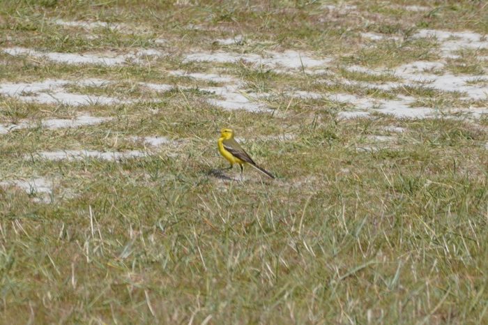 Western Yellow Wagtail