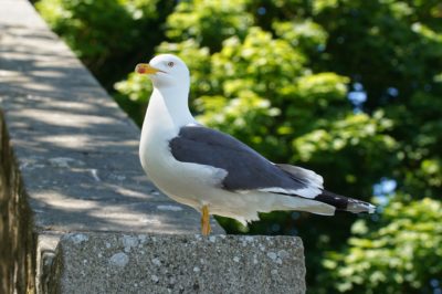 Lesser Black-backed Gull