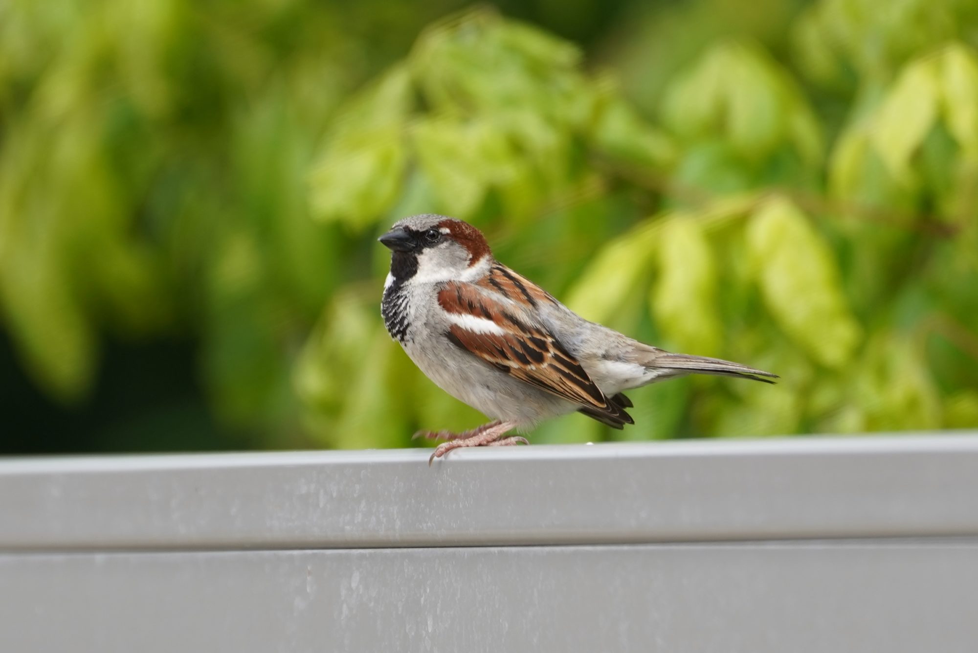 House Sparrow