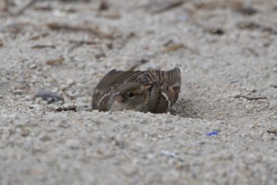 House Sparrow in the dust