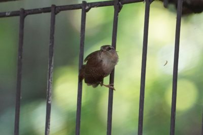 Eurasian Wren