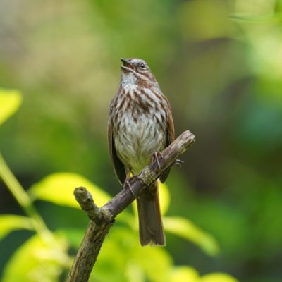 Singing Song Sparrow