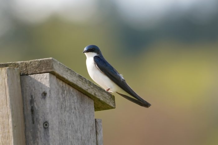 Tree swallow