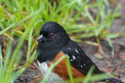 Spotted Towhee