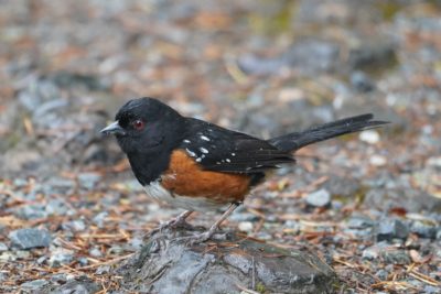 Spotted Towhee