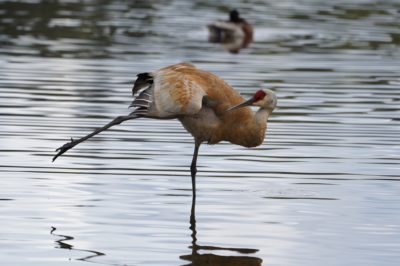 Sandhill Crane stretching