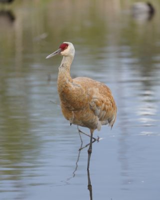 Sandhill Crane