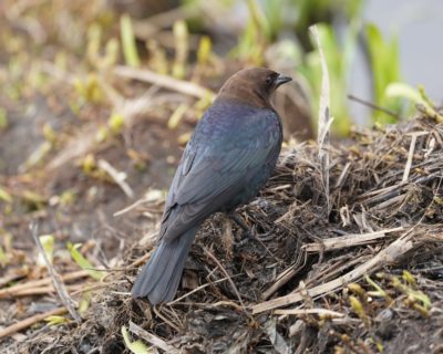 Brown-headed Cowbird