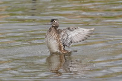 Wood Duck