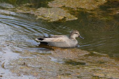 Gadwall male