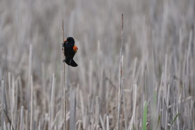 Red-winged Blackbird