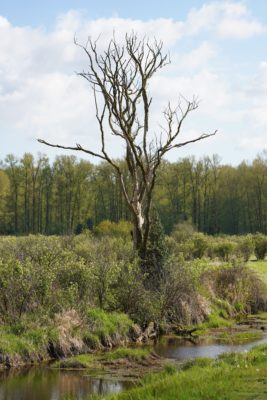 Lone Tree