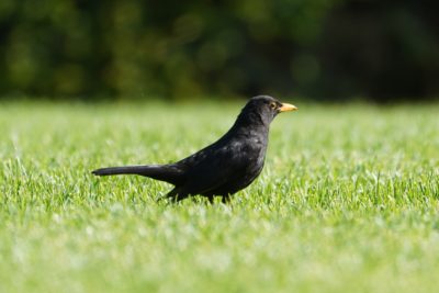 Eurasian Blackbird