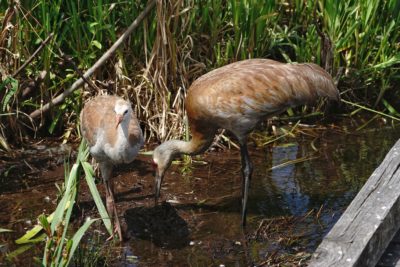 Sandhill Cranes