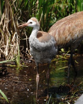 Sandhill Crane colt