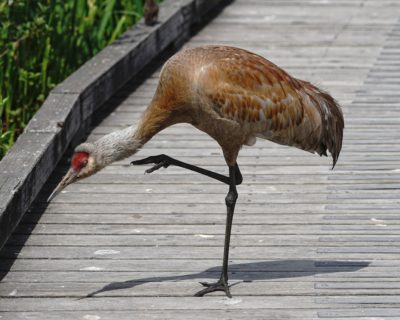 Sandhill Crane