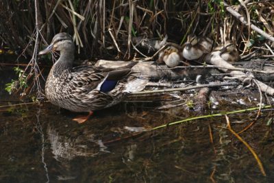 Mallard female and ducklings