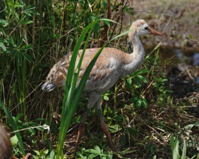 Sandhill Crane colt