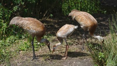 Sandhill Crane family