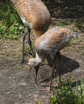 Sandhill Cranes