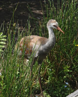 Sandhill Crane colt