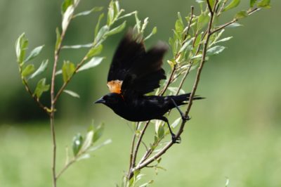 Red-winged Blackbird taking off