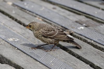 Brown-headed Cowbird