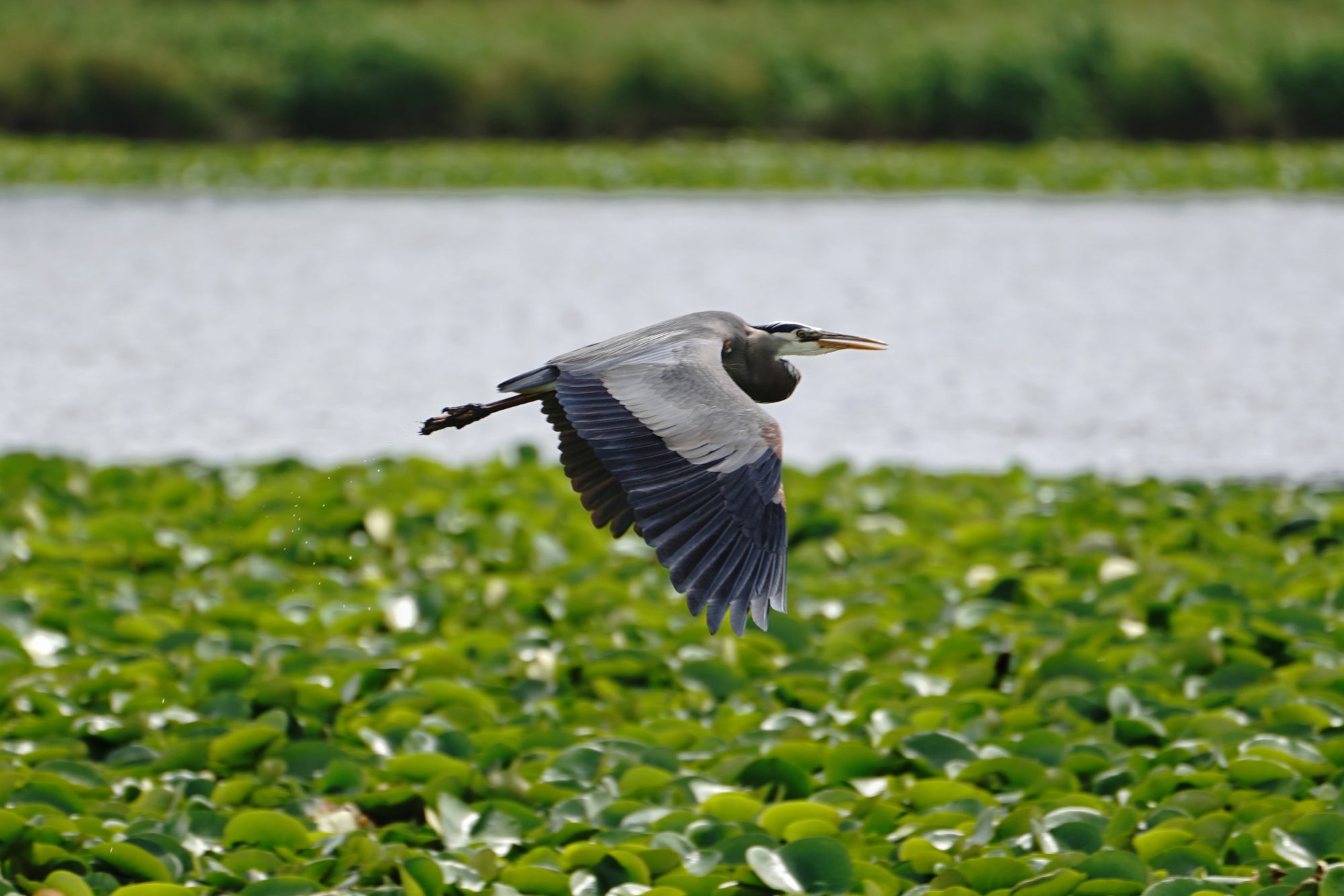 Great Blue Heron in flight